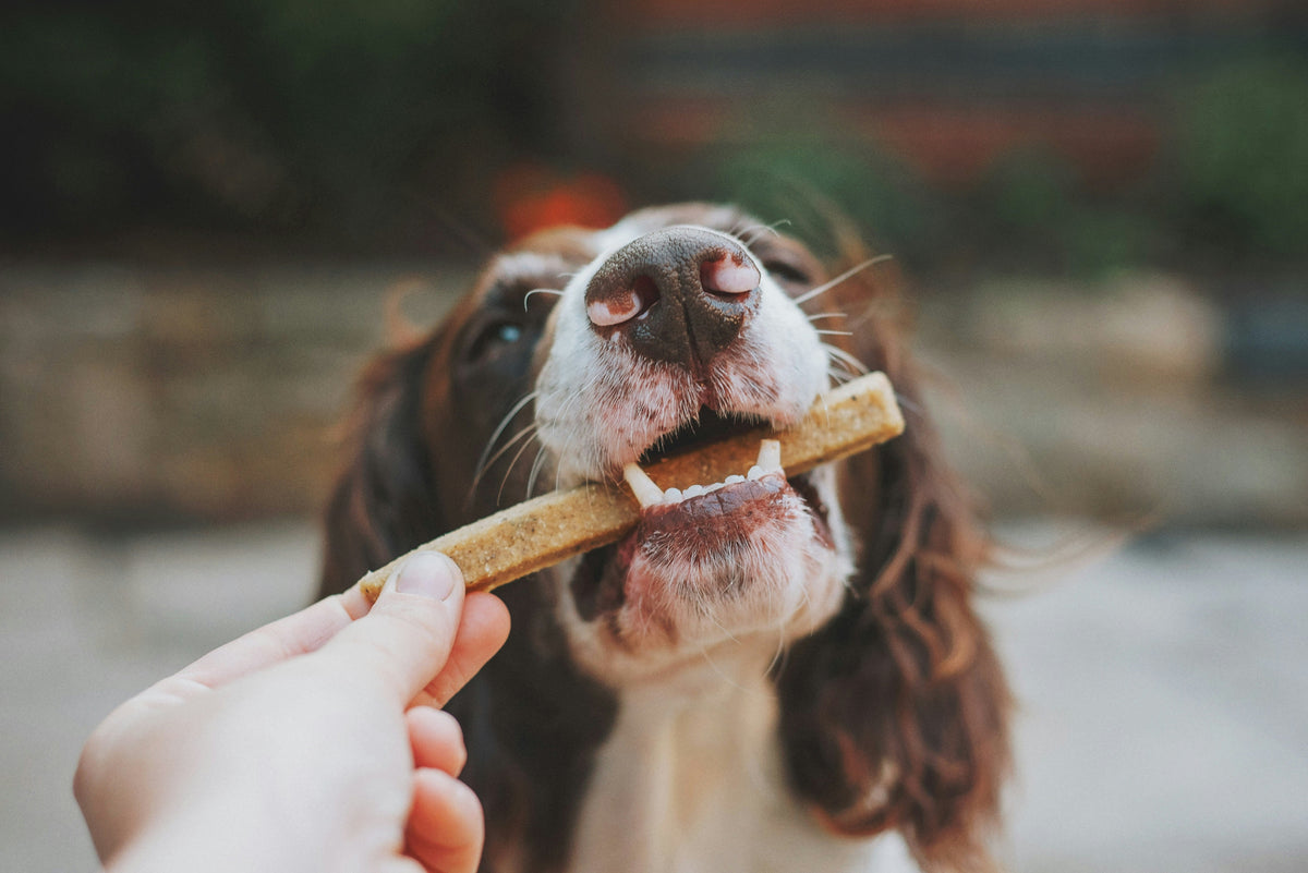Why Quality Dog Treats Matter (And What I Look For)