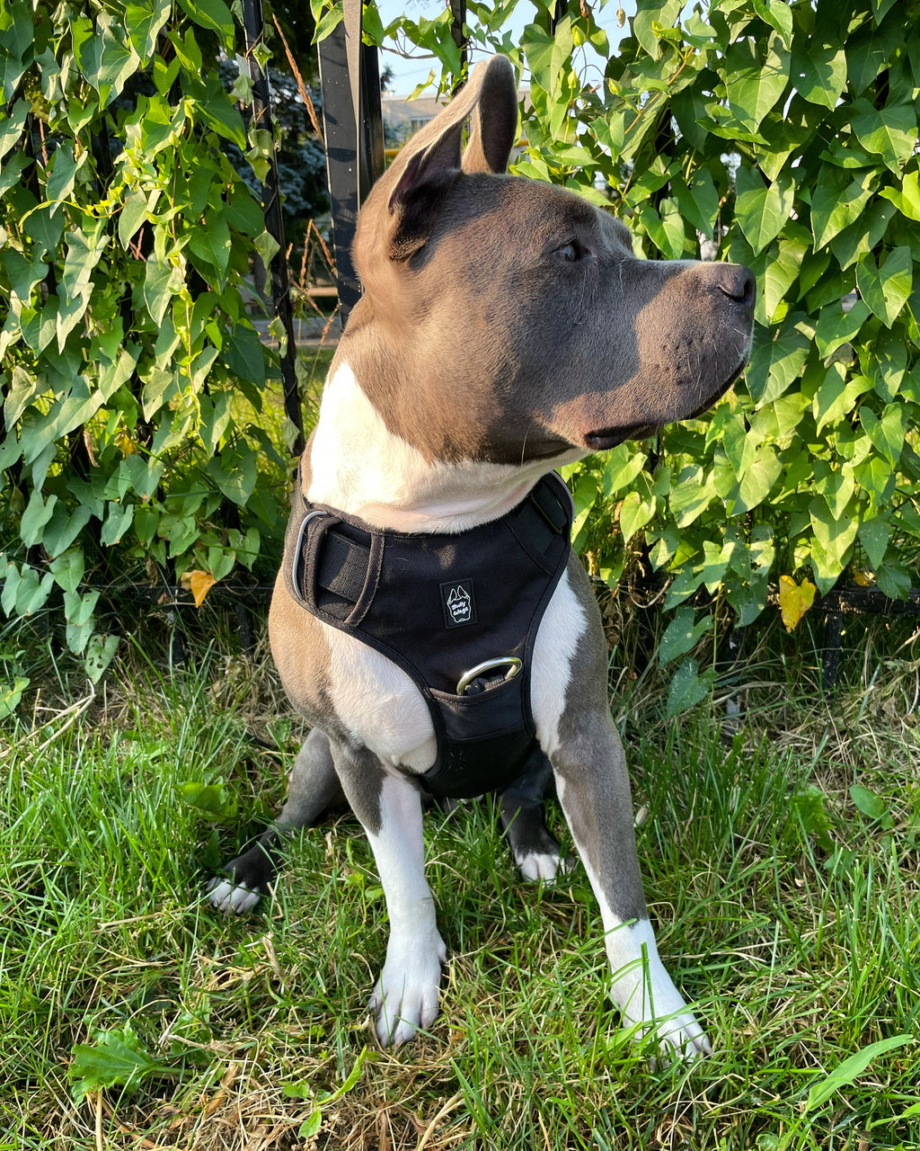 Heavy-Duty Everyday Harness - Black