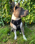 Heavy-Duty Everyday Harness - Black