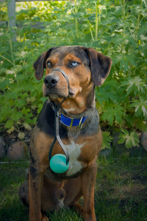 BioThane Fetch Ball & Tug Dog Toy