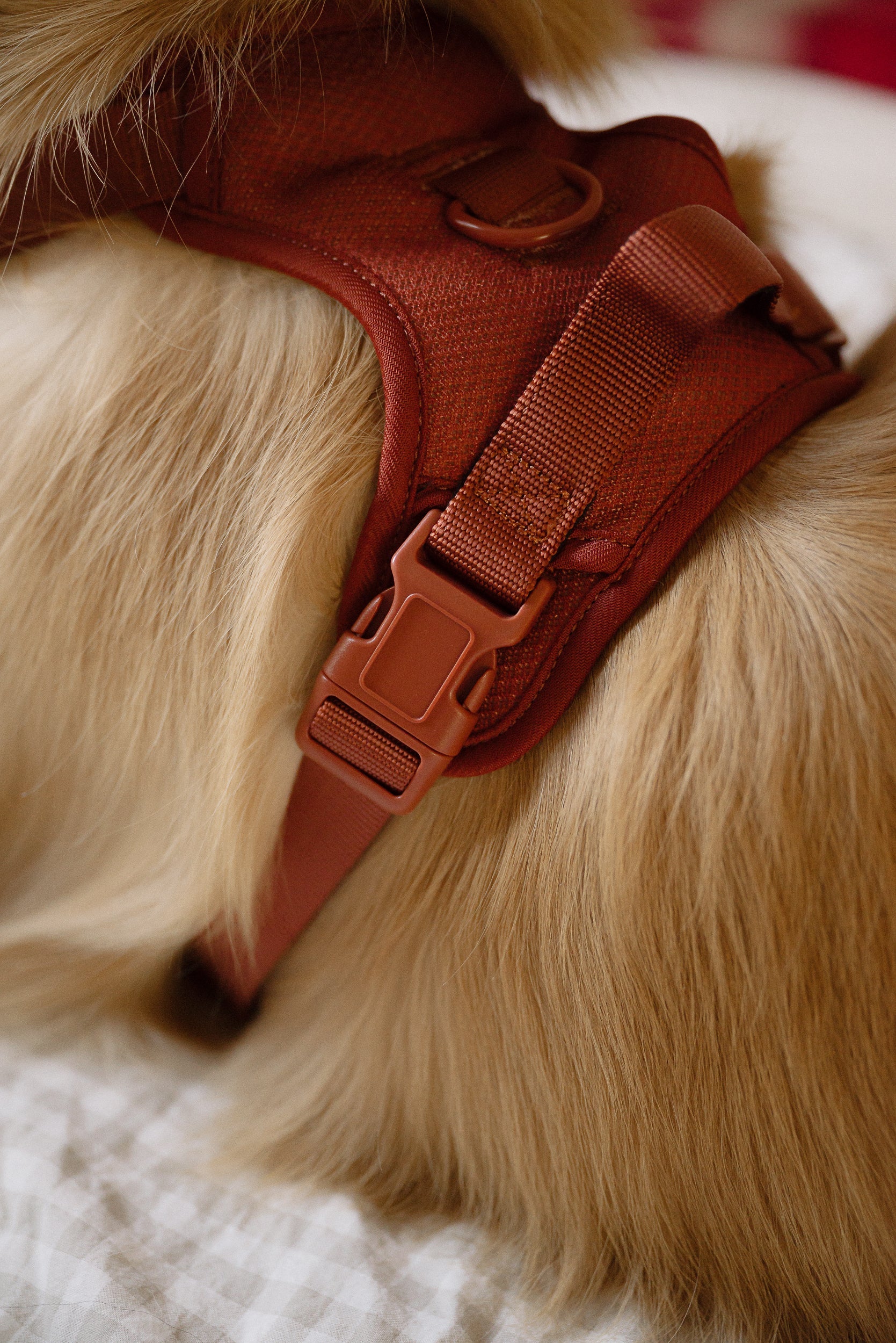 Classic 2.0 Harness Chestnut