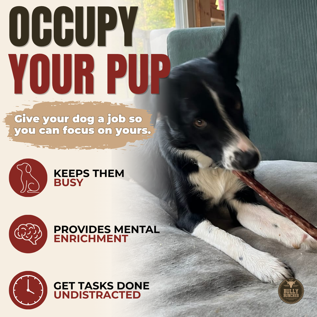 Champion Chew Collagen & Bully Stick Dog Chew – 10–12 Inch