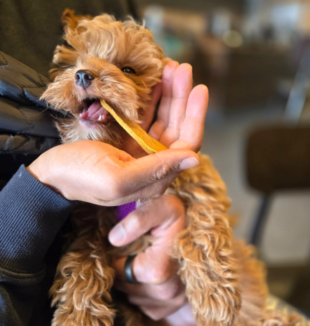 Barkday Treats Rosie's Pawty Mix – Assorted Dog Cookies