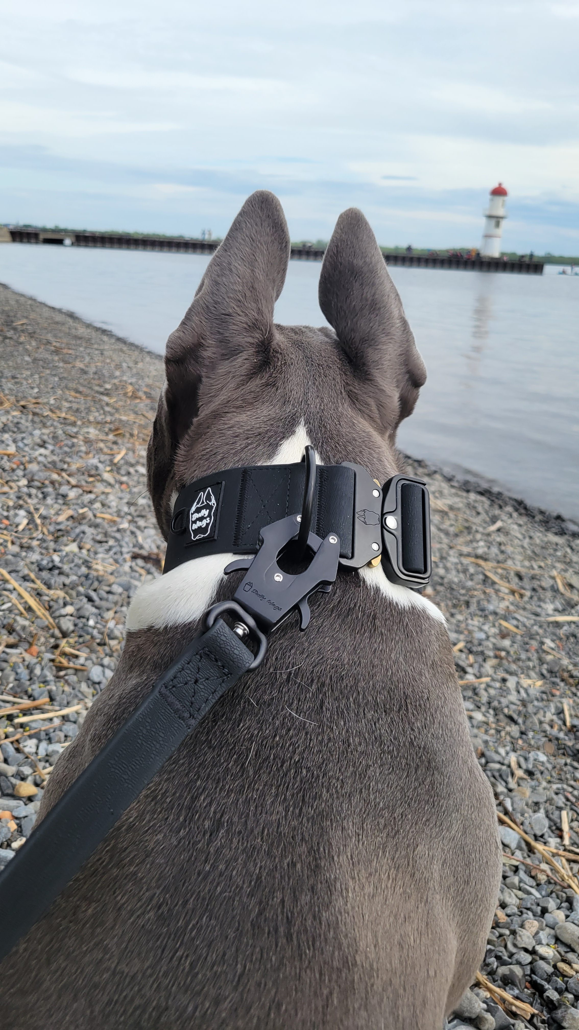 2 inch Waterproof PVC Dog Collar 2.0