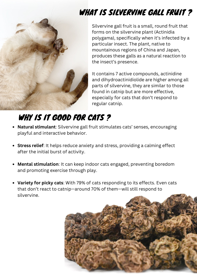 Silvervine Gall Fruit Powder