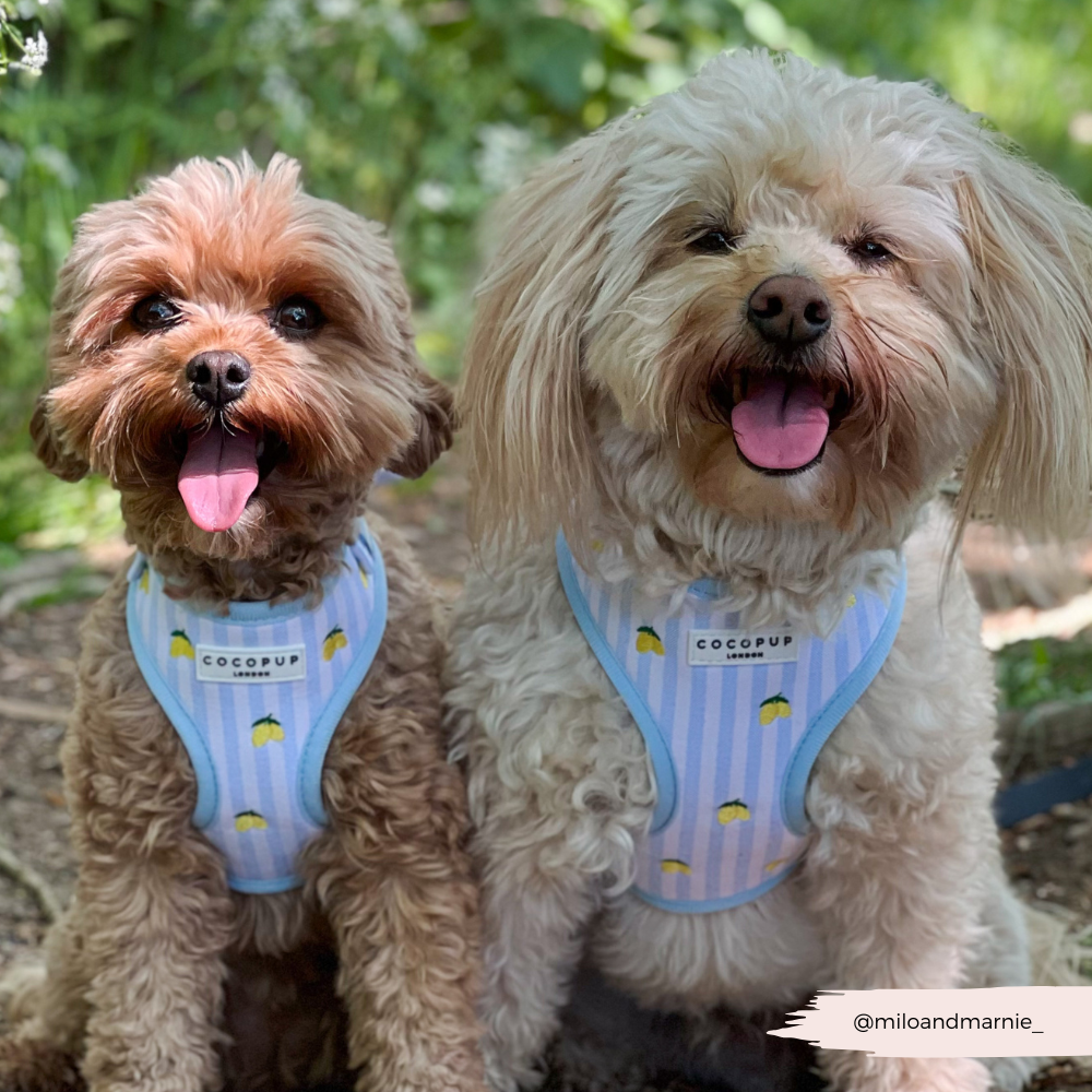 Cocopup London Living La Vida Lemon Adjustable Dog Harness