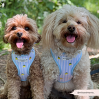 Cocopup London Living La Vida Lemon Adjustable Dog Harness