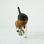 Toto Snuffle Ball – Silent Enrichment Toy (small pets)