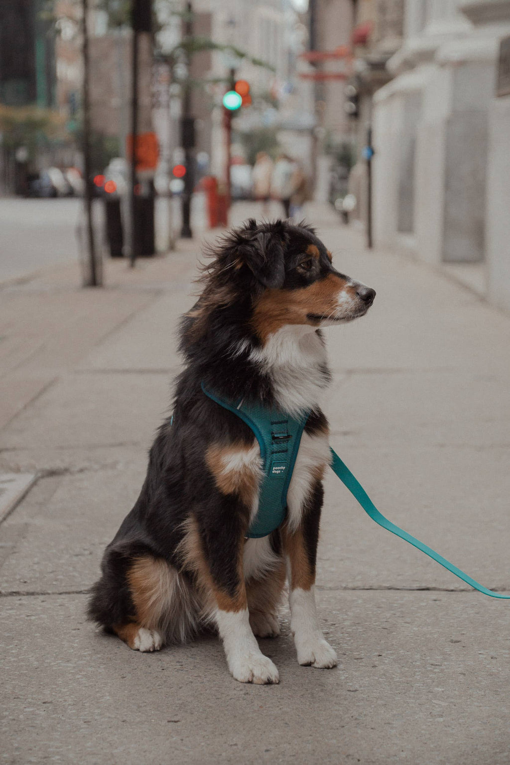 Mojito Classic 2.0 Harness