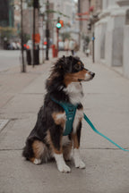 Mojito Classic 2.0 Harness