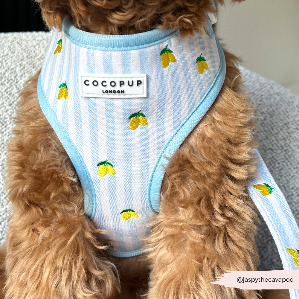 Cocopup London Living La Vida Lemon Adjustable Dog Harness