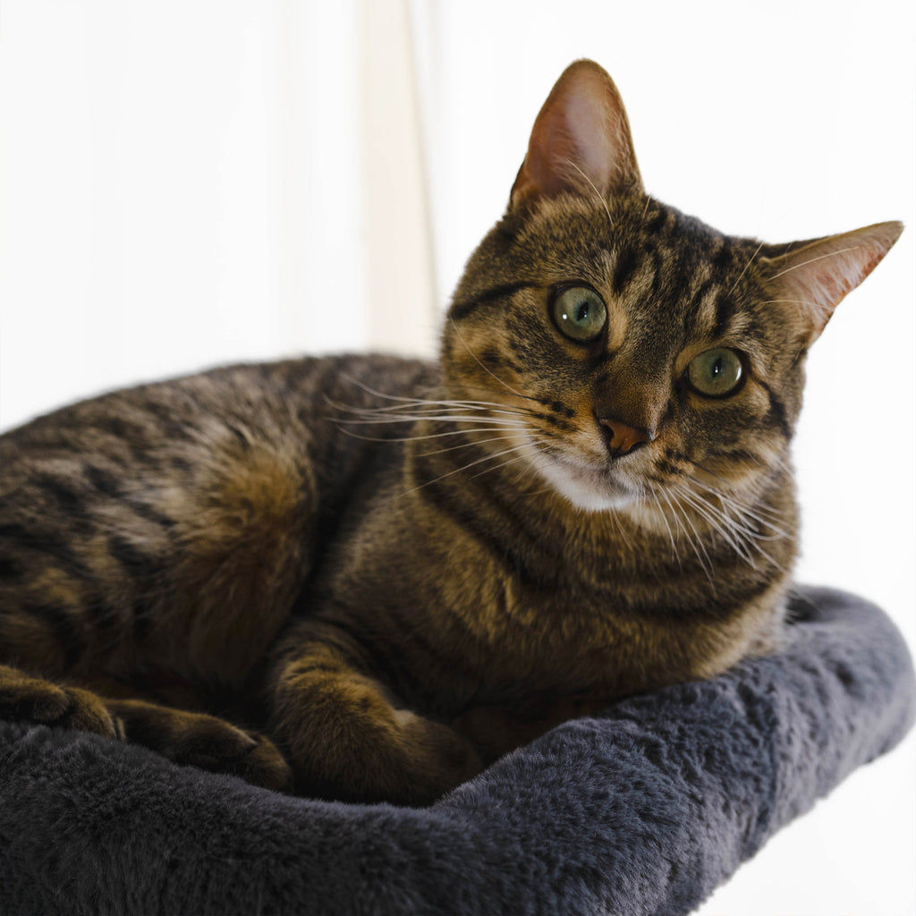 Noba Hut Hideout Deluxe 3-Level Cat Tree – Cat Head & Paw Style