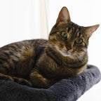 Noba Hut Hideout Deluxe 3-Level Cat Tree – Cat Head & Paw Style