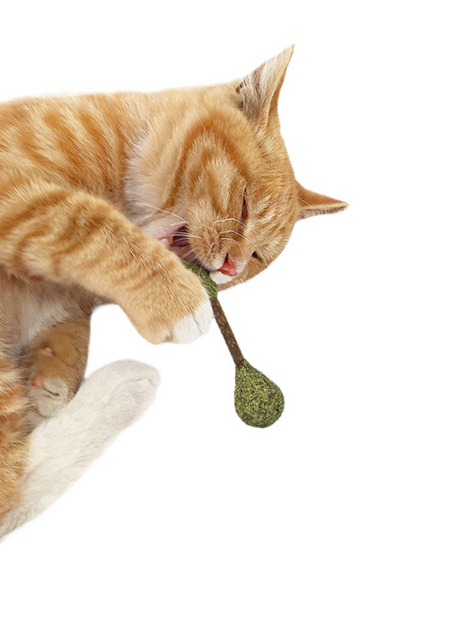 Catnip & Silvervine Dental Buds Cat Toy