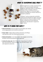Silvervine Gall Fruit Hydrosol Spray for Cats – 35ml