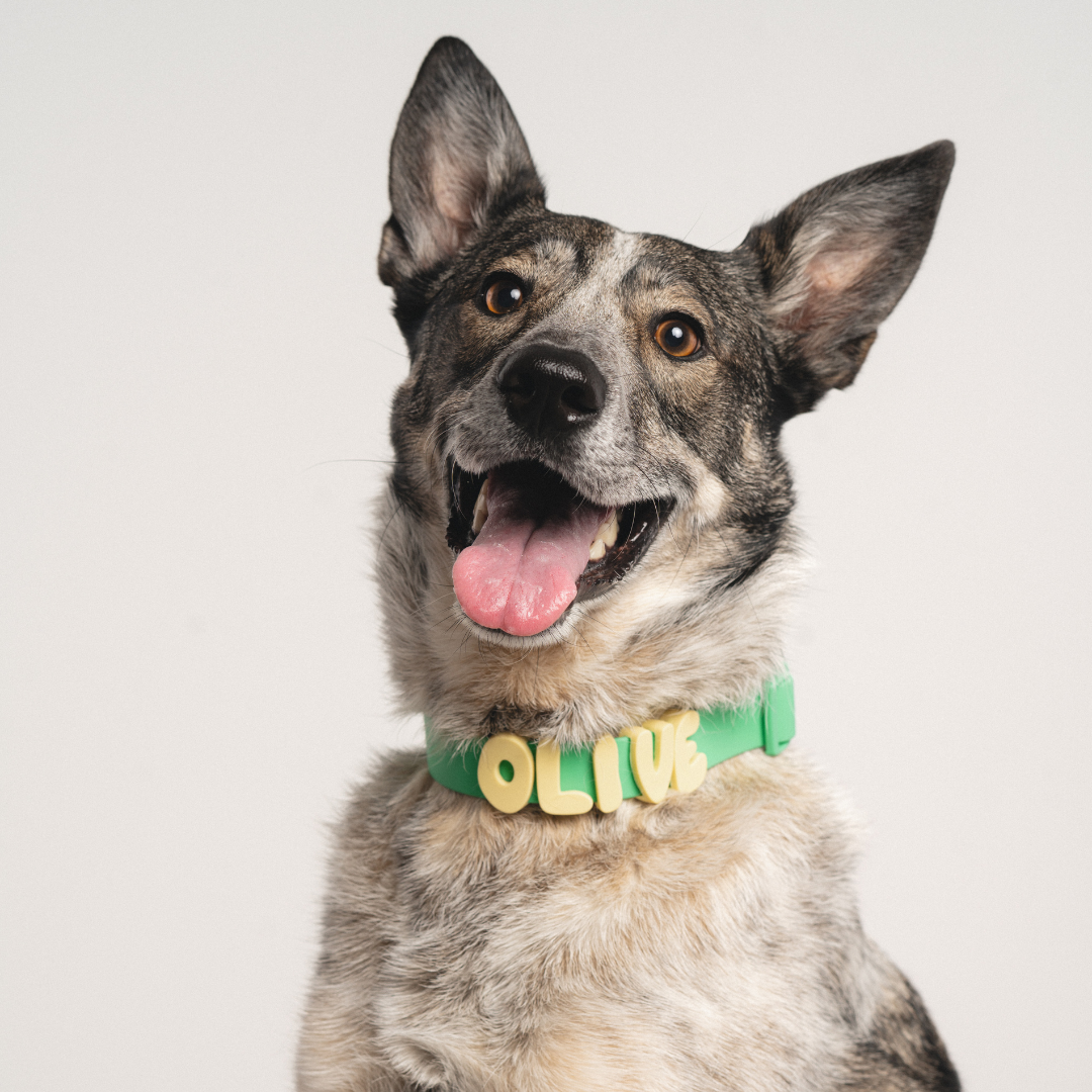 Springland Pets Silicone Dog Collar Charm
