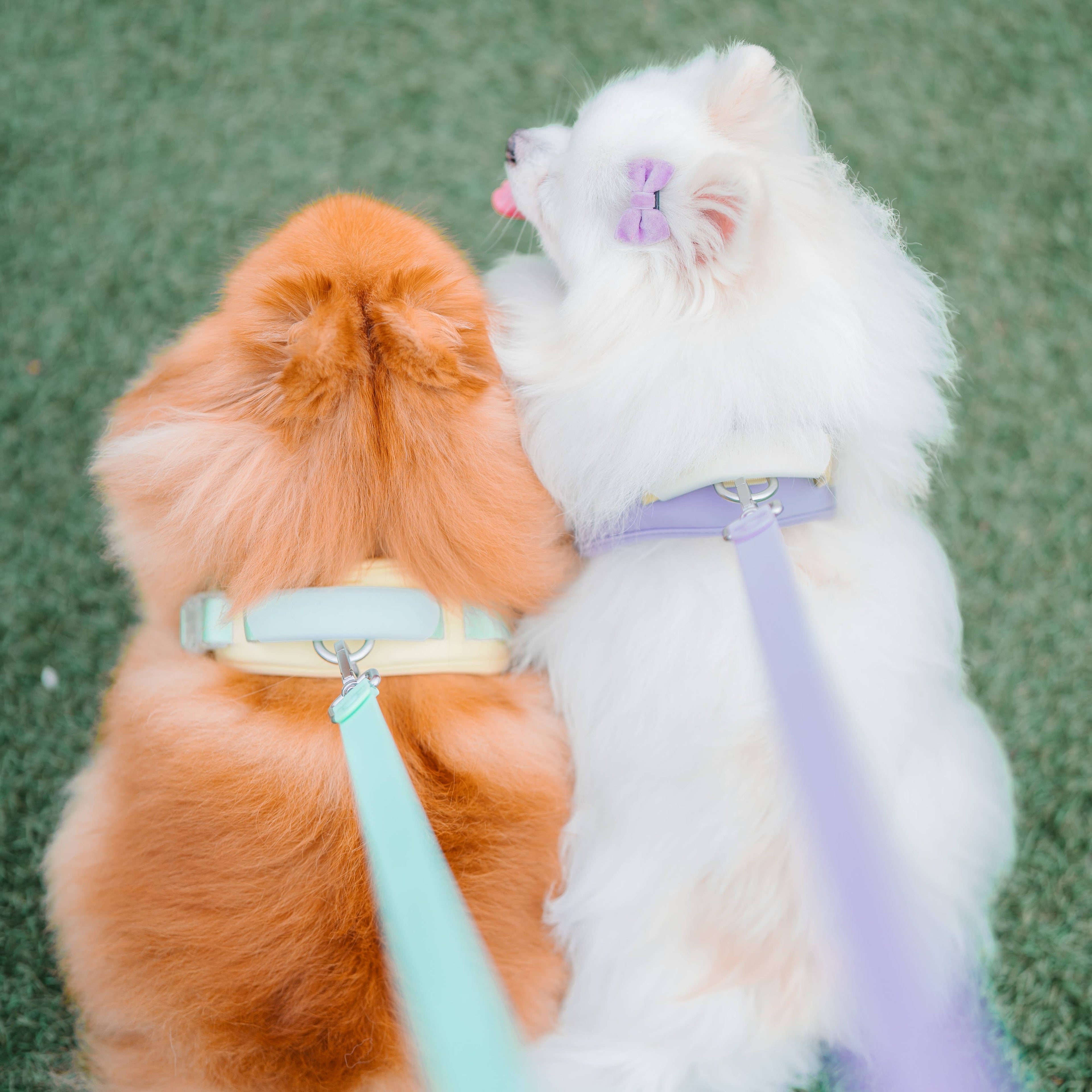 Roam Leash Lite – Multi-Way Waterproof Dog Leash