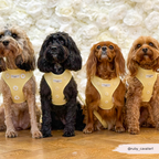 Cocopup London Buttercup Pup Adjustable Dog Harness