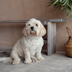 Cocopup London Palm Springs Adjustable Dog Harness