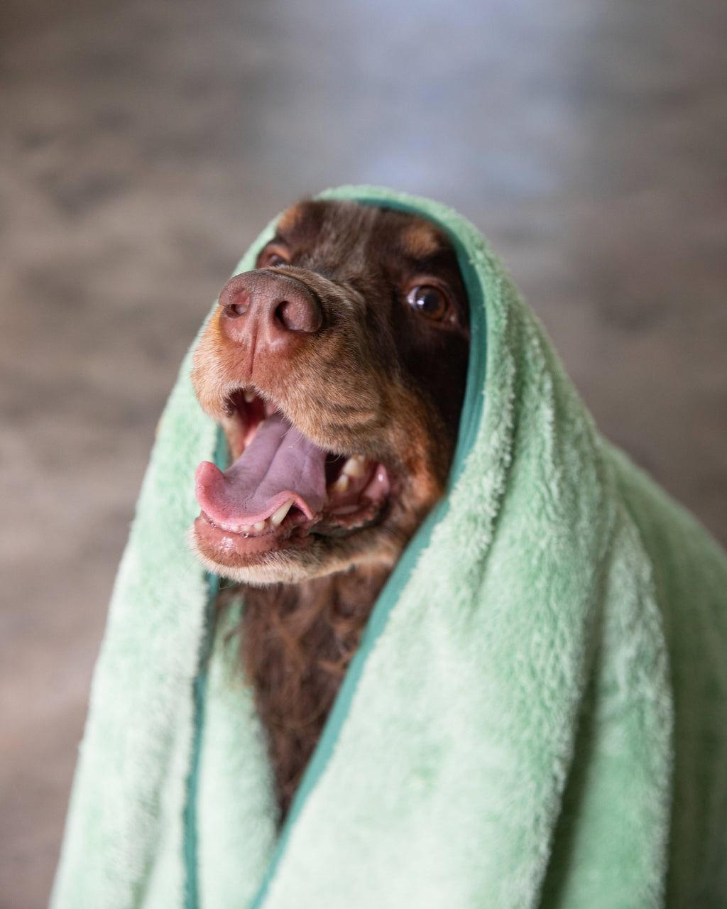 Two Tails Pet N' Dry Microfiber Pet Towel