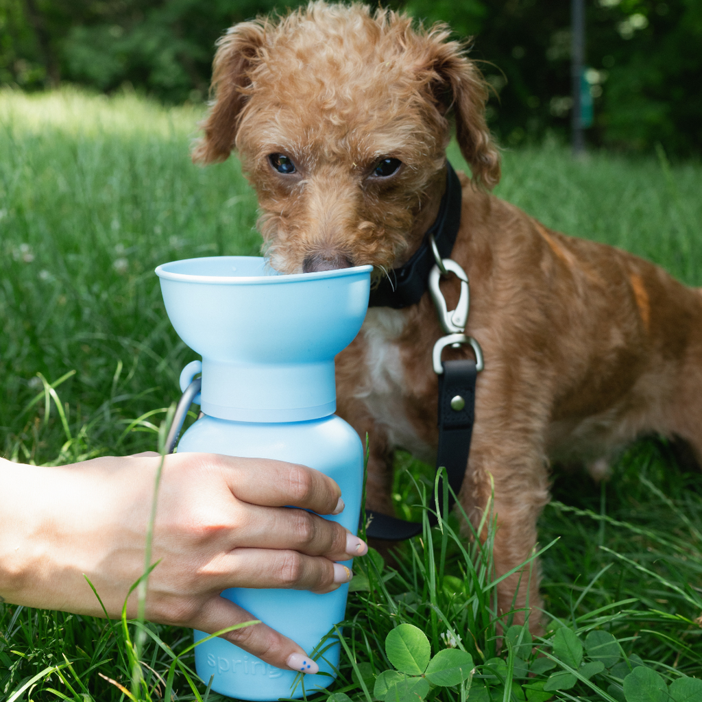 Springland Pets Flip Dog Travel Water Bottle – 20oz