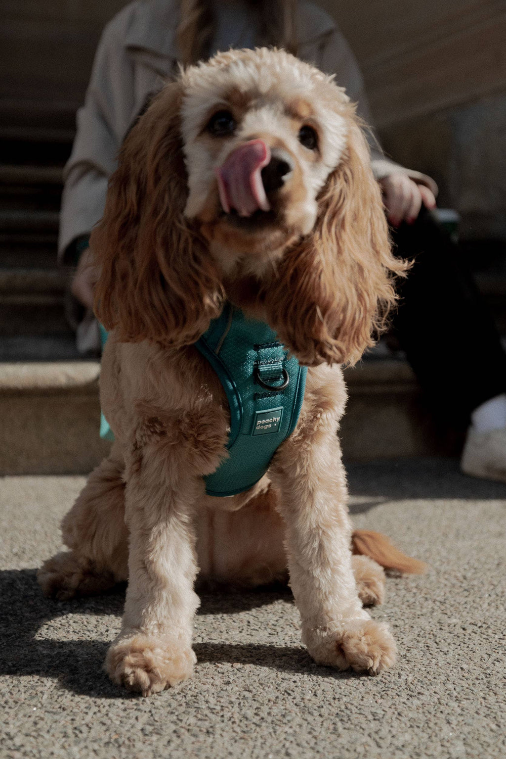 Mojito Classic 2.0 Harness