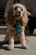 Mojito Classic 2.0 Harness