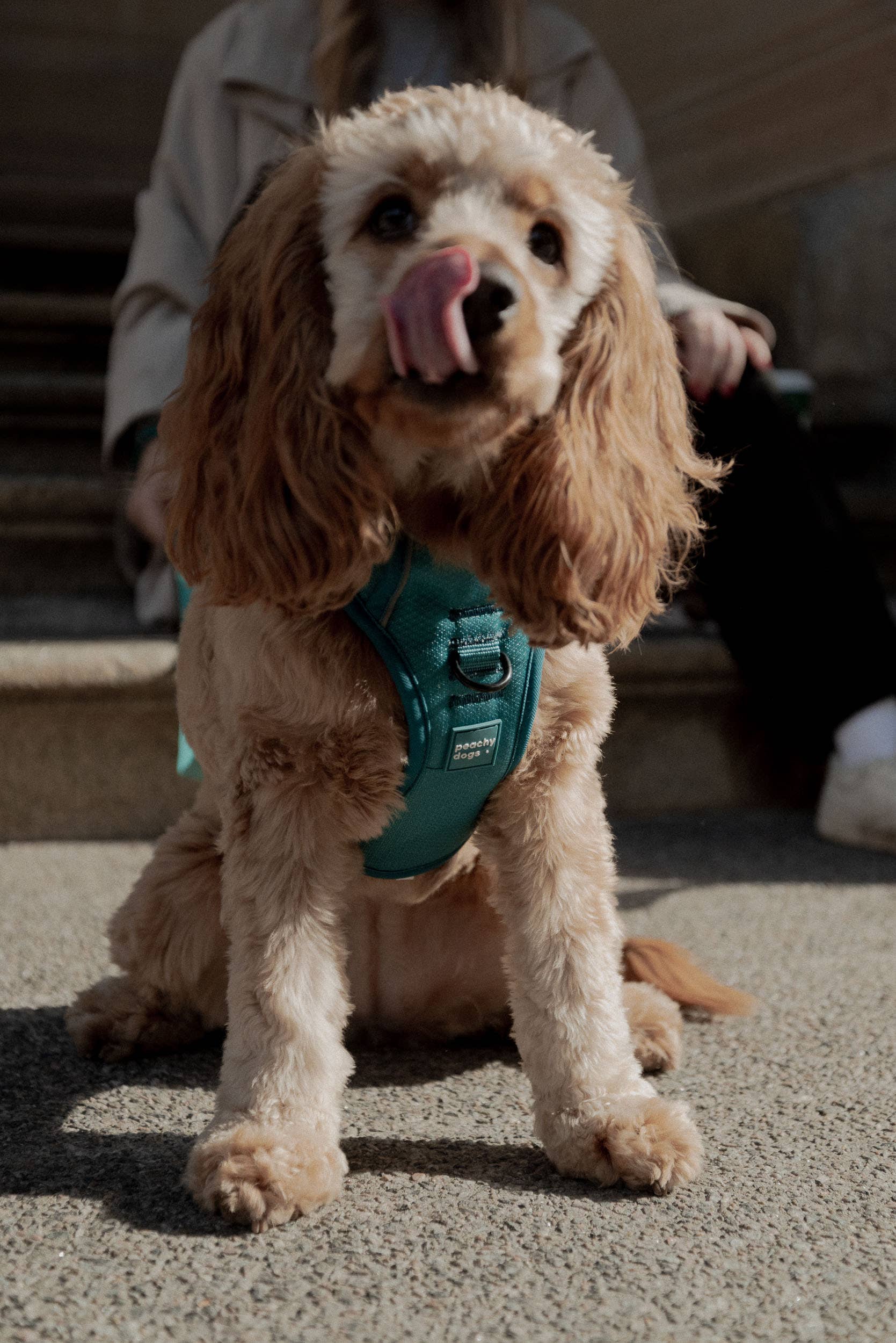 Mojito Classic 2.0 Harness