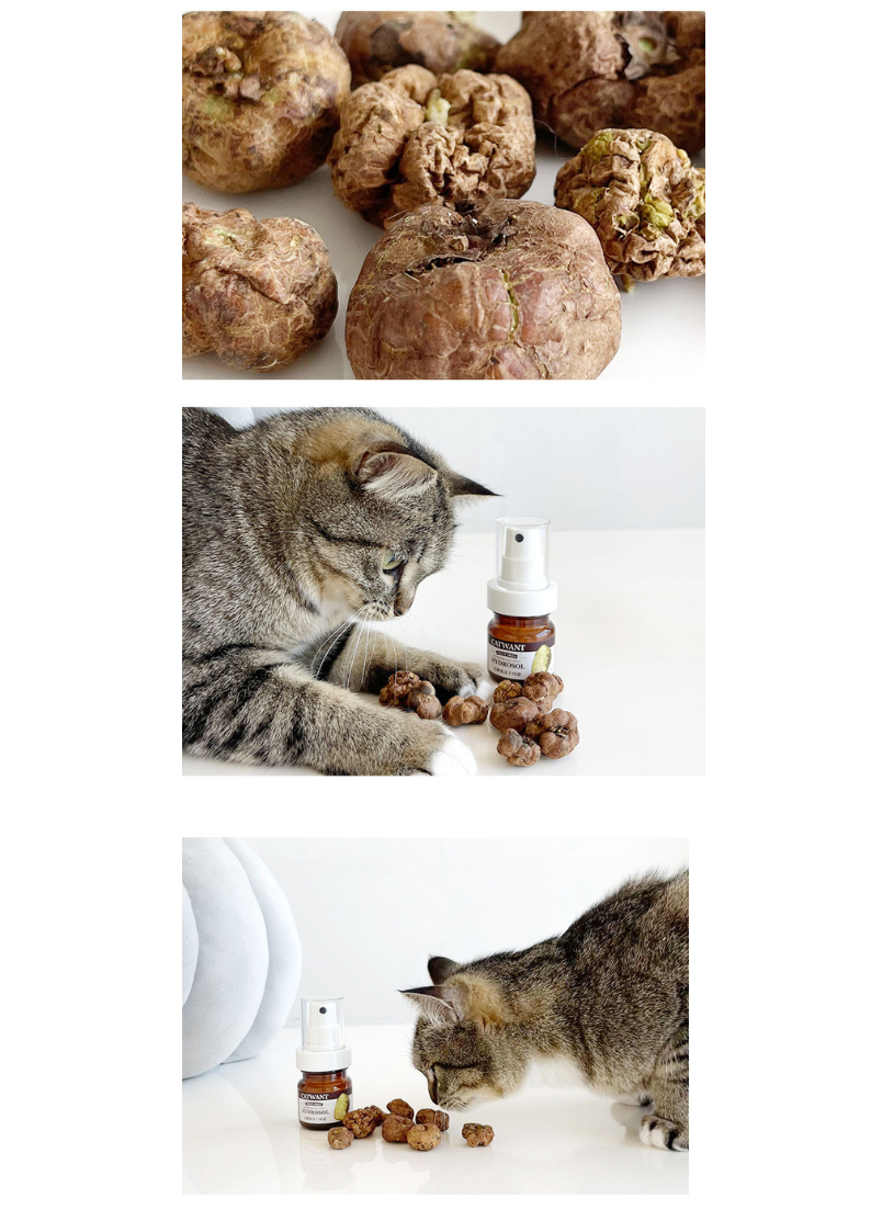 Silvervine Gall Fruit Hydrosol Spray for Cats – 35ml