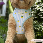 Cocopup London Living La Vida Lemon Adjustable Dog Harness
