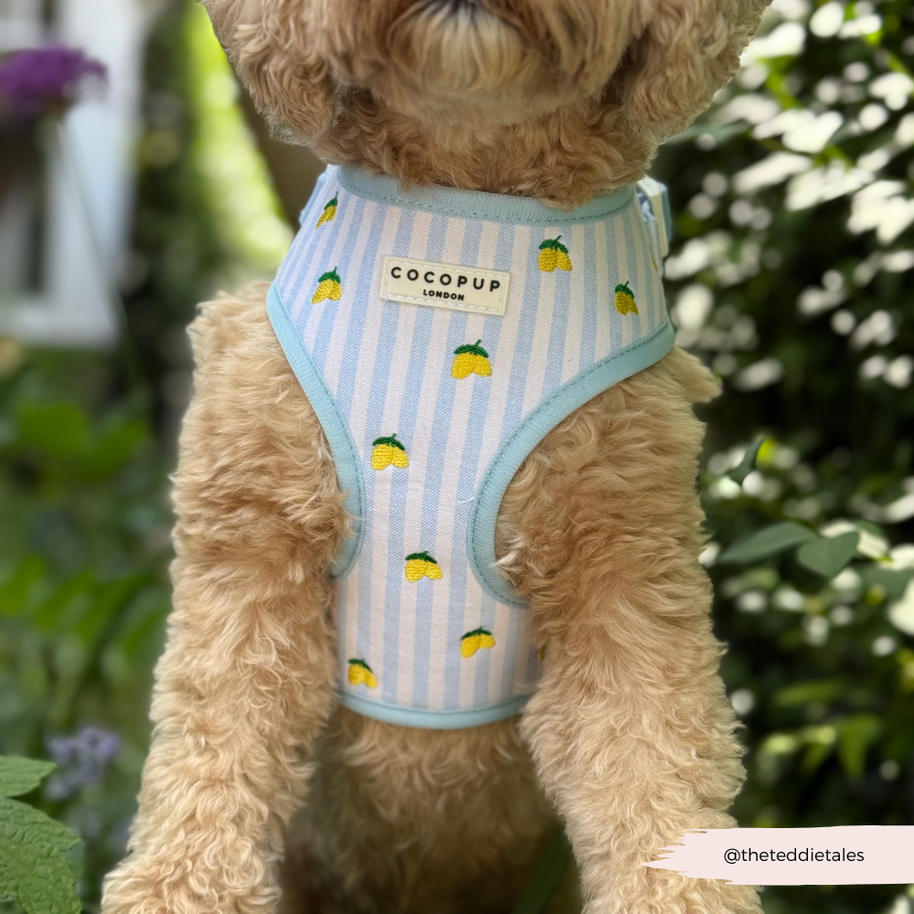 Cocopup London Living La Vida Lemon Adjustable Dog Harness