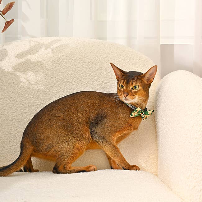 Bowknot - Cactus - Cat Collar