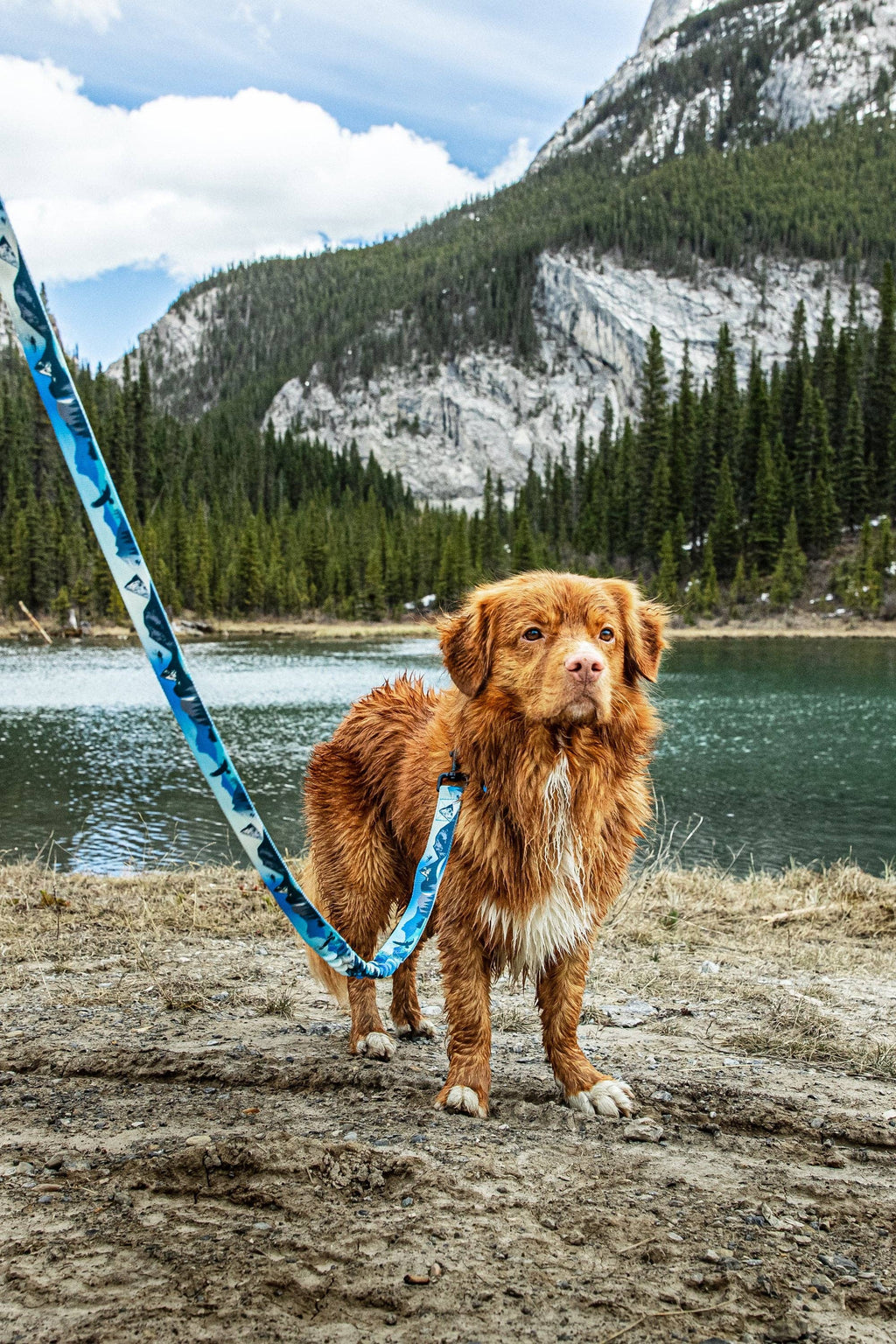 Hands-Free All-Mountain Dog Leash - 6ft or 8ft - Kootenay 