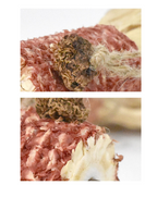 Silvervine Corn Goldfish