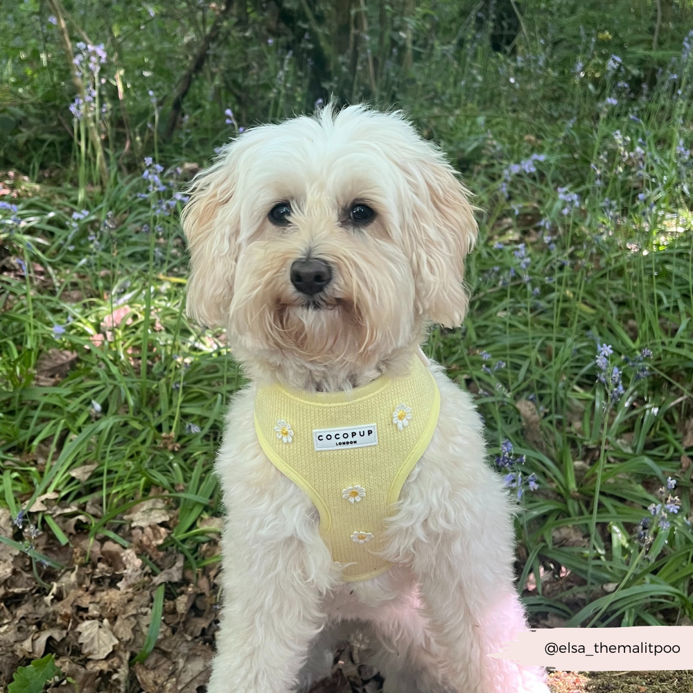 Cocopup London Buttercup Pup Adjustable Dog Harness