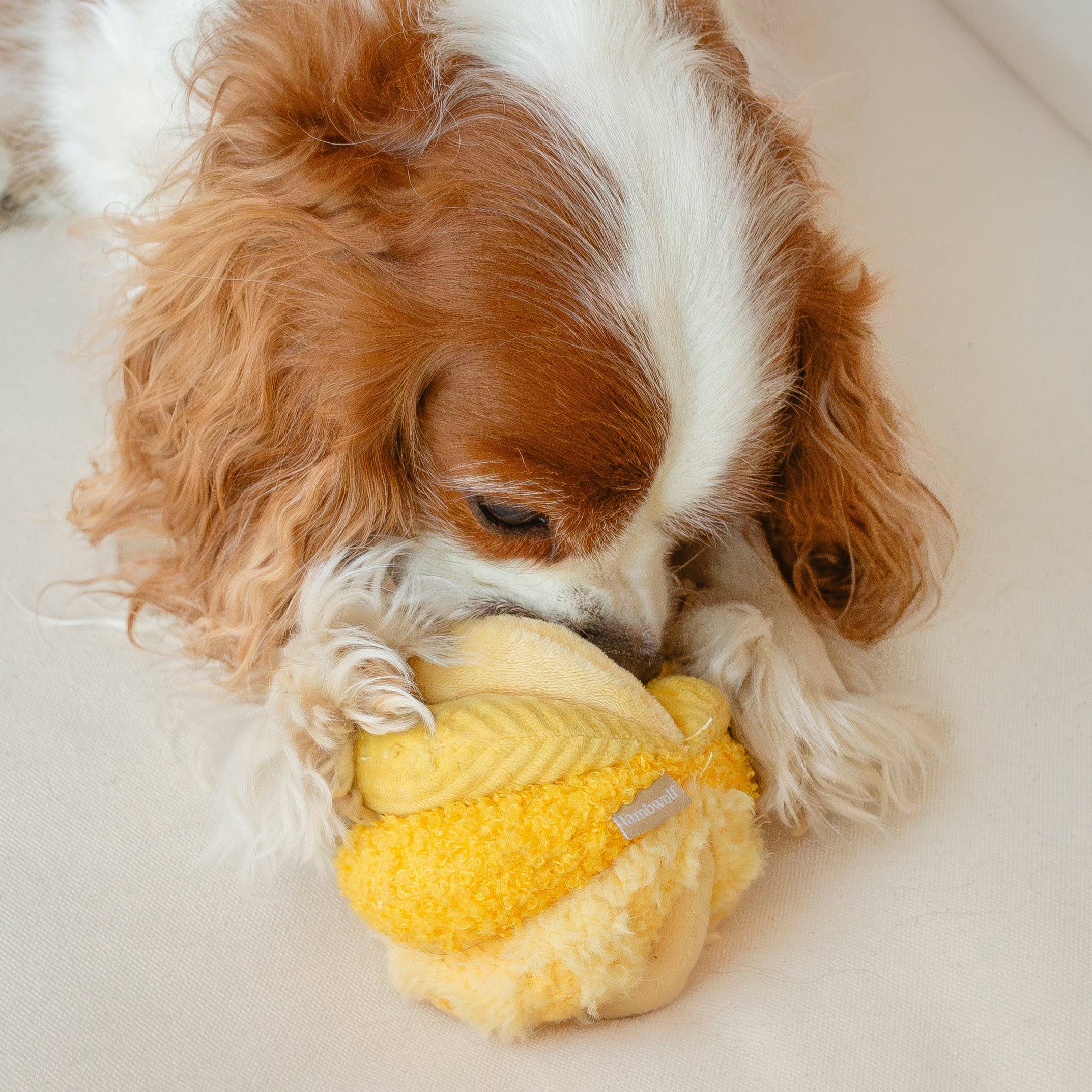 Toto Snuffle Ball – Silent Enrichment Toy (small pets)