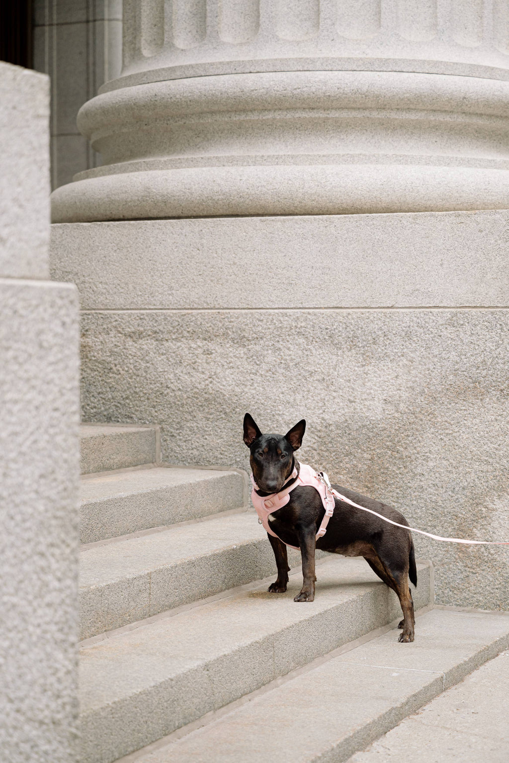 Classic 2.0 Harness Lychee