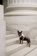 Classic 2.0 Harness Lychee