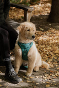 Peachy Dogs Classic 2.0 Harness – Mojito