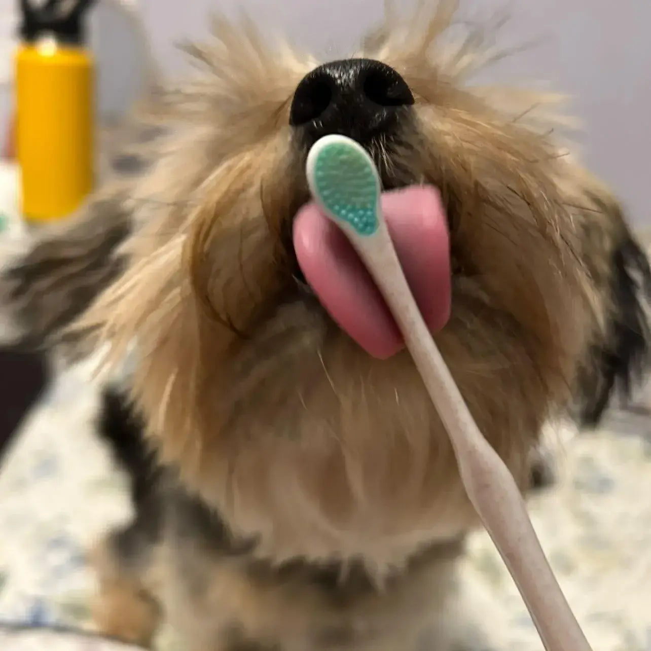 Wag & Bright Supply Co. Puppy Polisher Eco Toothbrush – Pearl (XS)