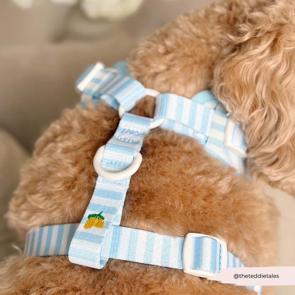 Cocopup London Living La Vida Lemon Adjustable Dog Harness
