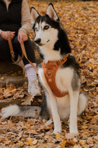 Classic 2.0 Harness Dulce