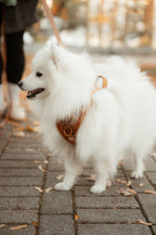 Classic 2.0 Harness Dulce