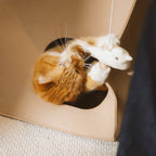 Birdie Catnip Cat Toy