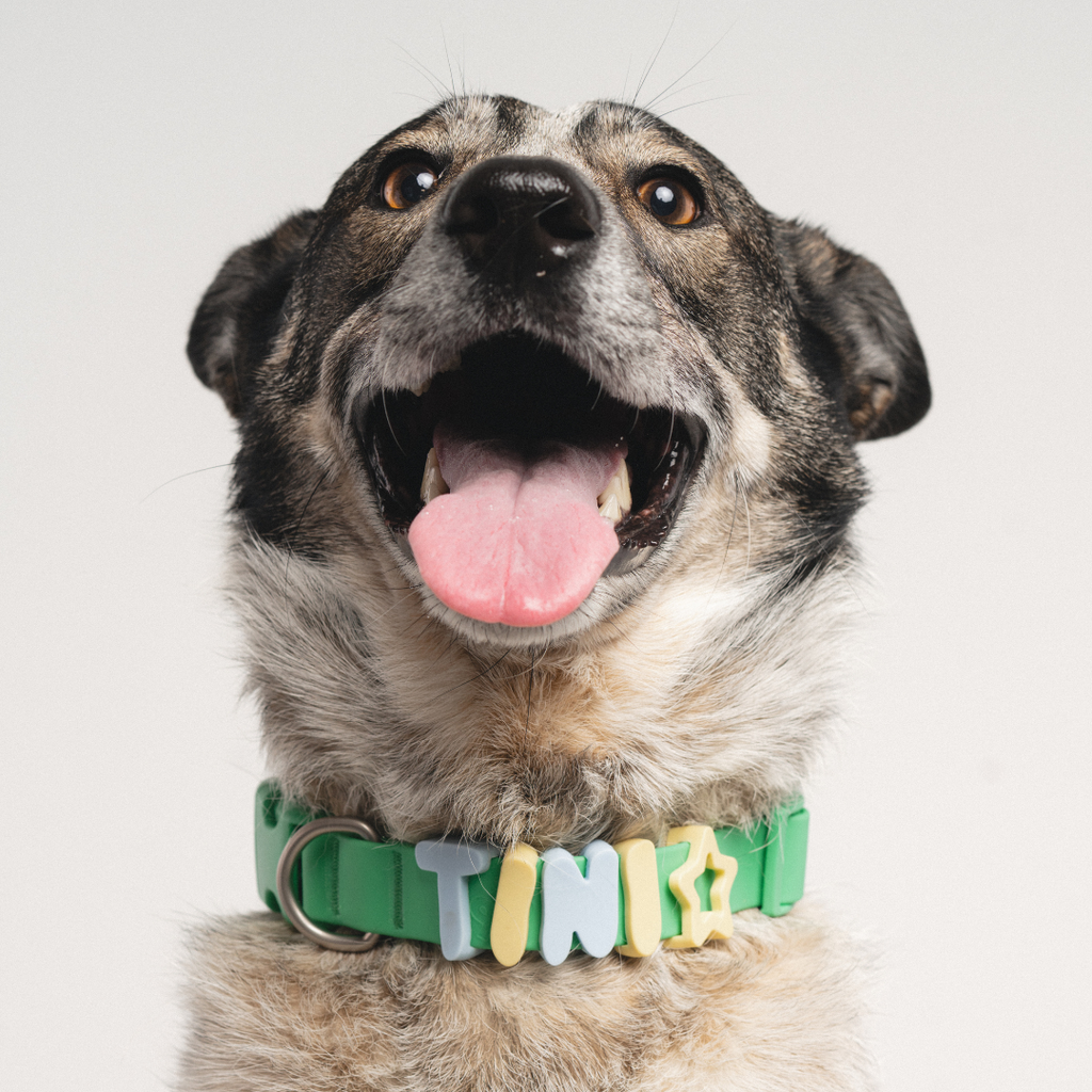 Springland Pets Silicone Dog Collar Charm