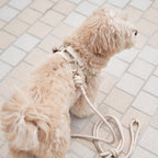Rover Harness – Sand