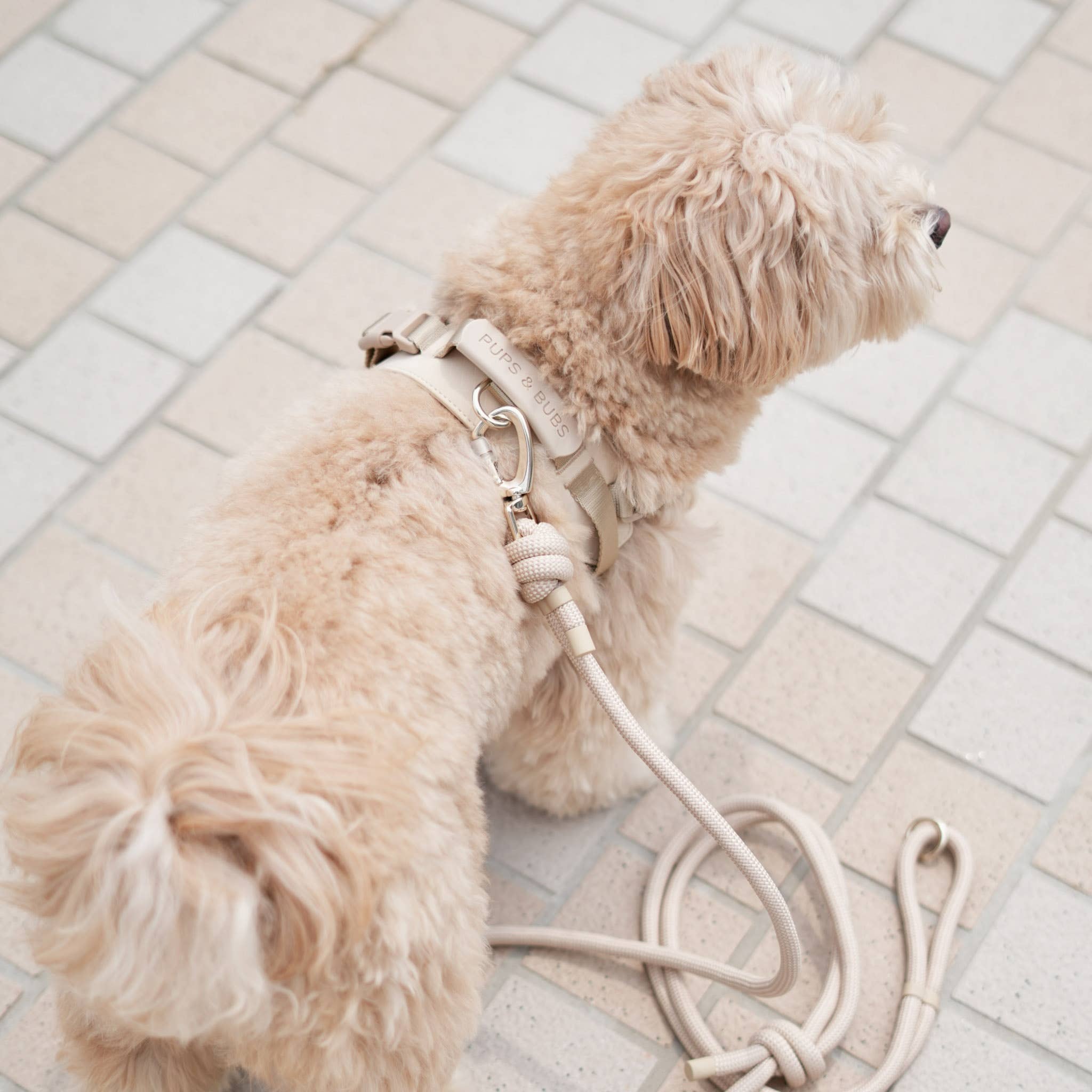 Rover Harness – Sand