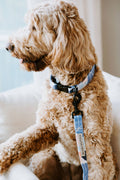 Stella & Oscar Floral Neoprene Dog Collar