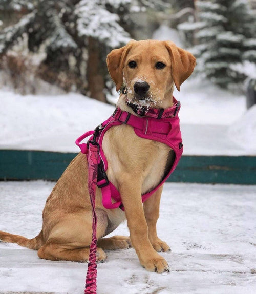 Cascade Hands-Free All-Mountain Dog Leash – 6ft & 8ft (Pink)