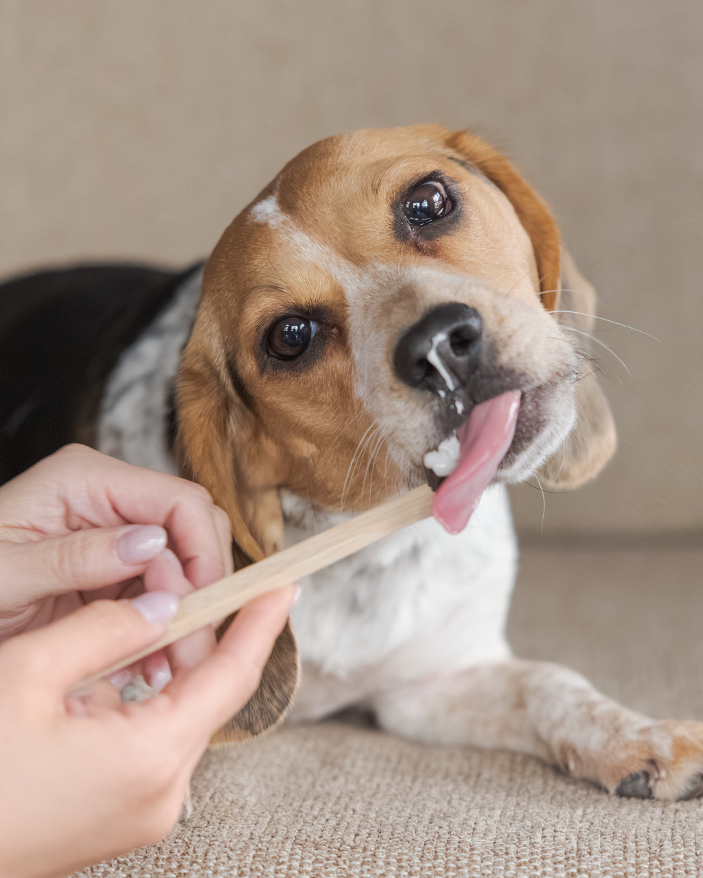 Dual-End Bamboo Toothbrush for Dogs & Cats